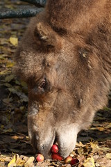 Fototapeta premium Obst fressendes Trampeltier