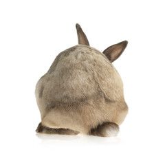 fluffy small rabbit walking away (white background)