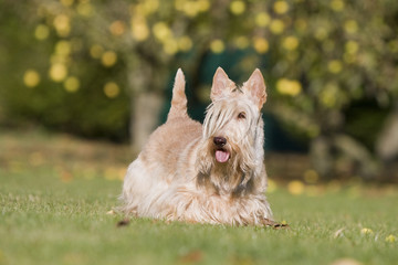 scottish terrier froment immobile