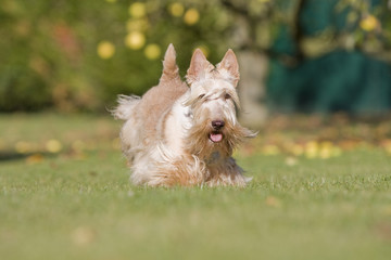 terrier écossais en train de sauter