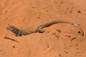 Lizard beim graben im Sand