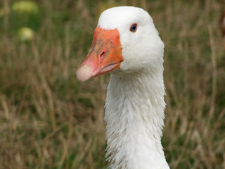 Portrrait einer Gans