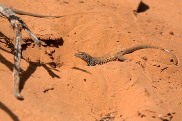 Lizard beim graben im Sand