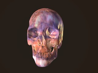3D illustration of a human skull isolated