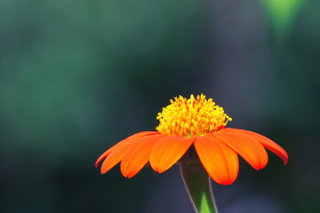 fleur orange