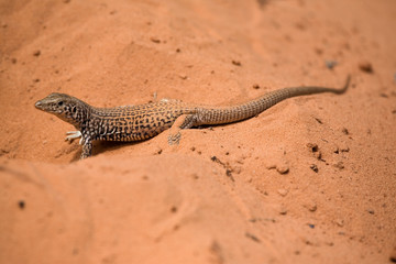 Lizard beim graben im Sand