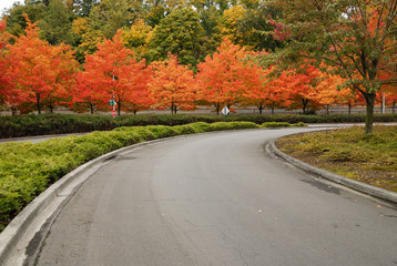 Fototapeta premium driveway with red maple trees on both side