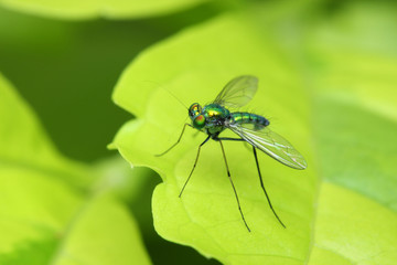 Fototapeta premium Close up of a long legged fly stand on green leaf.