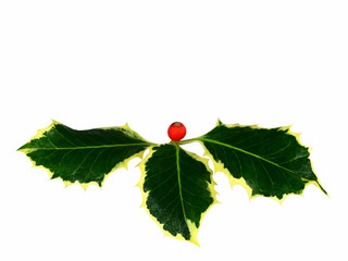 xmas holly