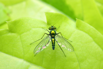 Close up of a long legged fly stand on green leaf.