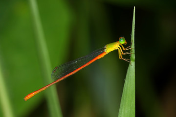Close up of damselfly stop and resting on green leaf.