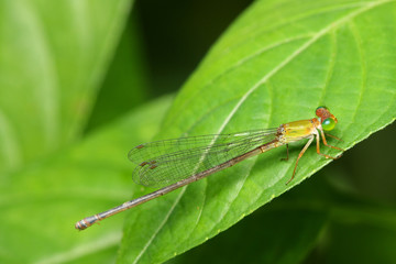 Close up of damselfly stop and resting on green leaf.
