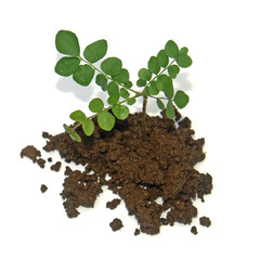 plant de caloupillé