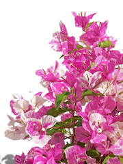 bouquet de bougainvillée