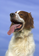Portrait of a male Irish red and white setter