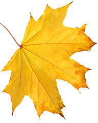 autumn maple-leaf on a white background