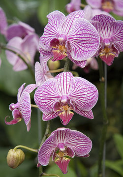 Vertical Orchid stalk