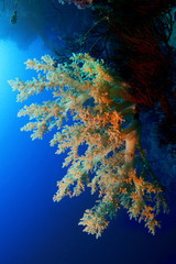 Fototapeta na wymiar unterwasserlandschaft