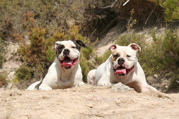 Fototapeta premium deux bulldog americain fatigués de leur journée