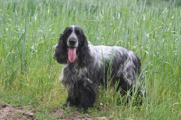 Fototapeta premium la ballade du cocker spaniel
