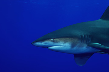 Obraz premium longimanus