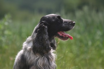 profil du cocker spaniel