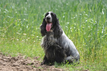 cocker content et assis attendant son maitre
