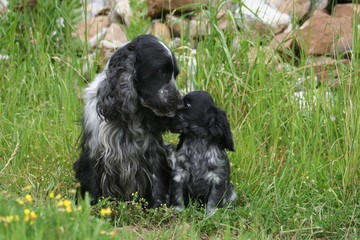 bisoux entre la maman et le chiot cocker spaniel