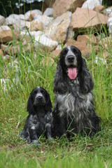 Fototapeta premium la pose du papa et du chiot cocker spaniel