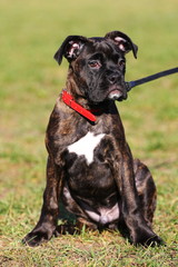 brindle boxer puppy sitting on grass