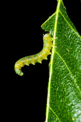 An inchworm eating his lunch... a nice leaf!