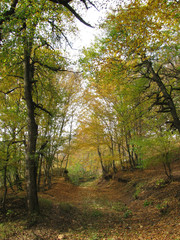 mellow autumn, landscapes, background, wood, trees