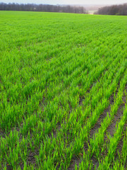 autumn field winter wheat in rural district