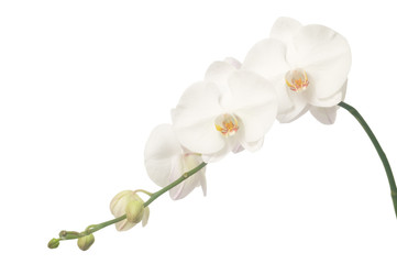 Naklejka na ściany i meble Biała orchidea na białym