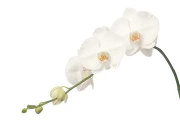 Tissu par mètre Orchidée White orchid isolated on white
