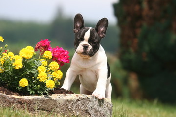 adorable jeune bouledogue français devant les fleurs