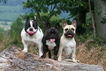 trio de bouledogue français