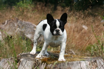 le bouledogue en equilibre sur une socuhe d'arbre