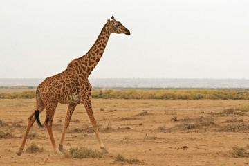 Photo of a Wild Giraffe walking in Africa