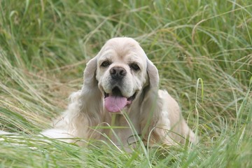 cocker americain allongé dans l'herbe