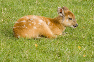 Close up of a Sitatunga (Tragelaphus spekii)