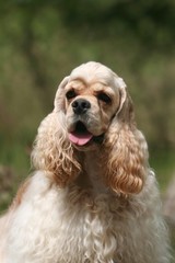 portrait du cocker americain