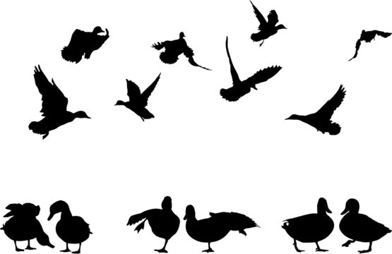 mallard duck silhouettes collection for designers