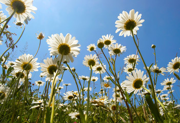 White daisies on blue sky background