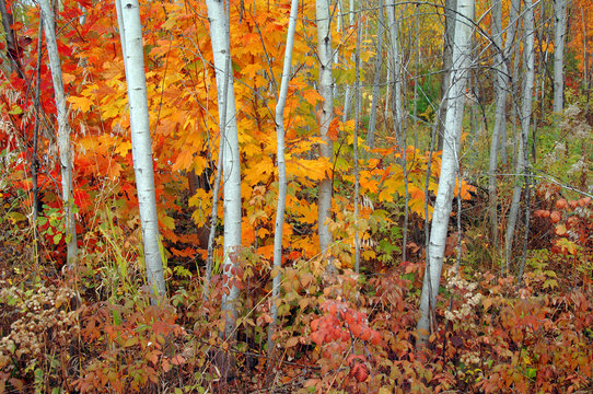 Grove of aspen trees and maples in autumn.