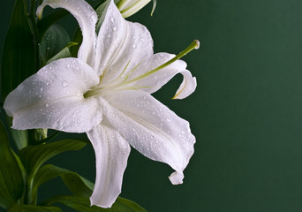 White lily close-up isolated on green background