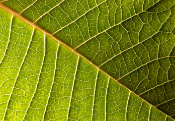 Green leaf background