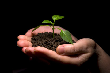 plant in hands
