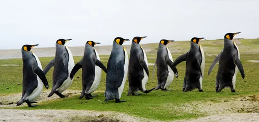 Abwaschbare Fototapete Pinguin 8 Königspinguine, die in einer Reihe laufen