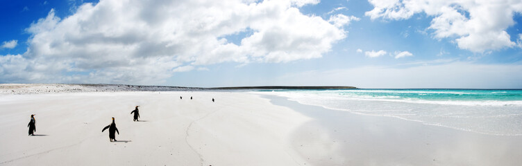 Fototapeta na wymiar King Penguins spaceru na piasku w punkcie Wolontariuszem